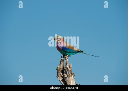 Ein lilafrachter Roller (Coracias caudatus) thront auf einem Baum in der Nähe von Chitabe im Okavango-Delta im nördlichen Teil Botswanas. Stockfoto