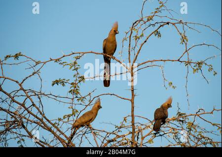 Graue Go-Away-Vögel (Corythaixoides concolor), auch graue Lourie, graue Loerie genannt, sitzen in Baum bei Chitabe im Okavango-Delta im Norden p Stockfoto