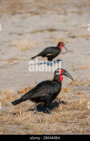 Hornbills im Süden (Bucorvus leadbeateri) auf der Suche nach Lebensmitteln in der Nähe von Chitabe im Okavango-Delta im Norden Botswanas. Stockfoto