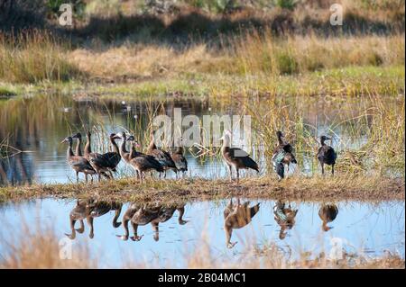 Die Familie der Sporngeflügelgans (Plectropterus gambensis), die in Wasser in der Nähe von Chitabe im Okavango-Delta im nördlichen Teil Botswanas reflektiert wird. Stockfoto