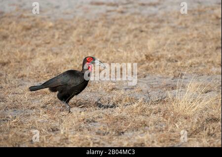 Hornbl (Bucorvus leadbeateri) im Süden Suche nach Nahrung in der Nähe von Chitabe im Okavango-Delta im Norden Botswanas. Stockfoto