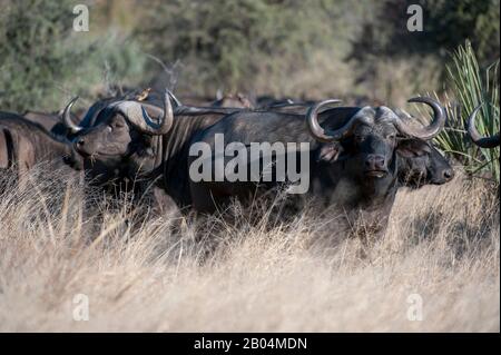 Cape Buffalo (Syncerus Caffer) Herde in der Nähe von Chitabe im Okavango-Delta im nördlichen Teil Botswanas. Stockfoto