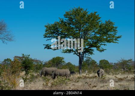 Eine Gruppe weißer Nashörner (Ceratotherium simum) im Mosi-oa-Tunya National Park in der Nähe von Livingston in Sambia. Stockfoto