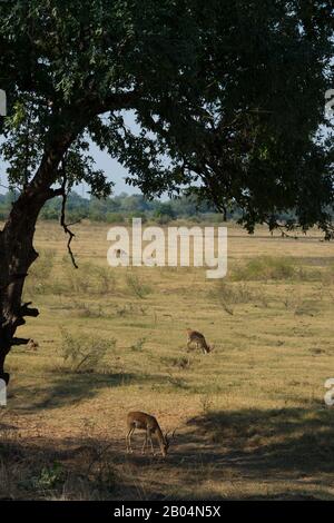 Weidende Impalas (Aepyceros melampus) im South Luangwa National Park im Osten Sambias. Stockfoto