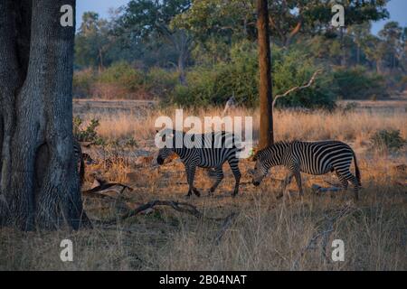 Crawshays Zebras (Equus quagga crawshayi) im South Luangwa National Park im Osten Sambias. Stockfoto