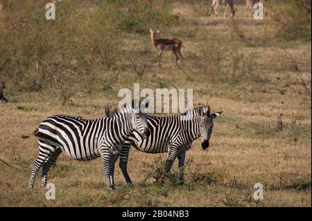 Crawshays Zebras (Equus quagga crawshayi) im South Luangwa National Park im Osten Sambias. Stockfoto