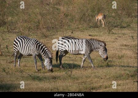 Crawshays Zebras (Equus quagga crawshayi) im South Luangwa National Park im Osten Sambias. Stockfoto