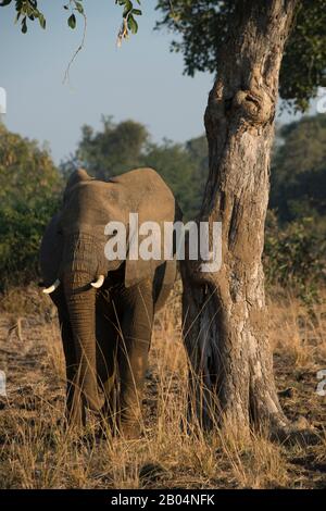 Afrikanischer Elefant (Loxodonta africana) kratzt sich am Baum im South Luangwa National Park im Osten Sambias. Stockfoto