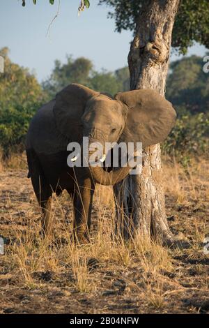 Afrikanischer Elefant (Loxodonta africana) kratzt sich am Baum im South Luangwa National Park im Osten Sambias. Stockfoto