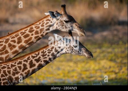 Portrait von Thornicrofts Giraffen (Giraffa camelopardalis thornicrofti) im South Luangwa National Park im Osten Sambias. Stockfoto