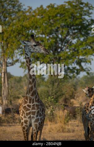 Giraffe von Thornicroft (Giraffa camelopardalis thornicrofti) im South Luangwa National Park im Osten Sambias. Stockfoto