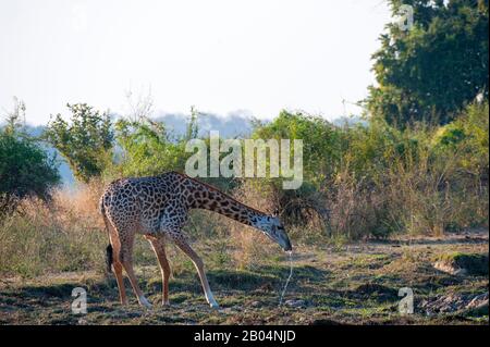 Eine Giraffe von Thornicroft (Giraffa camelopardalis thornicrofti) trinkt aus einem Wasserloch im South Luangwa National Park im Osten Sambias. Stockfoto