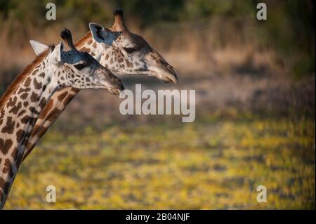 Portrait von Thornicrofts Giraffen (Giraffa camelopardalis thornicrofti) im South Luangwa National Park im Osten Sambias. Stockfoto