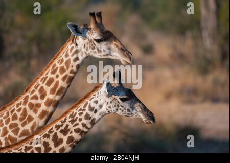 Portrait von Thornicrofts Giraffen (Giraffa camelopardalis thornicrofti) im South Luangwa National Park im Osten Sambias. Stockfoto