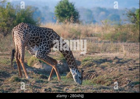 Eine Giraffe von Thornicroft (Giraffa camelopardalis thornicrofti) trinkt aus einem Wasserloch im South Luangwa National Park im Osten Sambias. Stockfoto