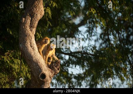 Drei junge gelbe Paviane (Papio cynocephalus) sitzen an einem Baum, der sich bei Sonnenschein im South Luangwa National Park im Osten Sambias erwärmt. Stockfoto