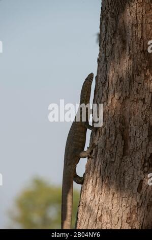 Eine Warane klettert im South Luangwa National Park im Osten Sambias auf einen Baum. Stockfoto