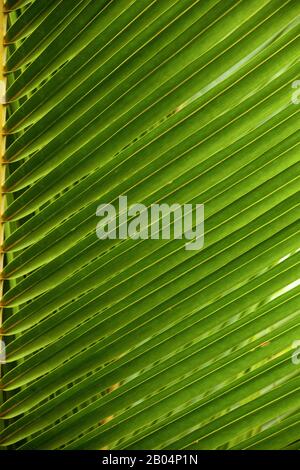 Abstrakter Hintergrund mit sauberer Palmblatttextur, parallelen Linien, Makro Stockfoto