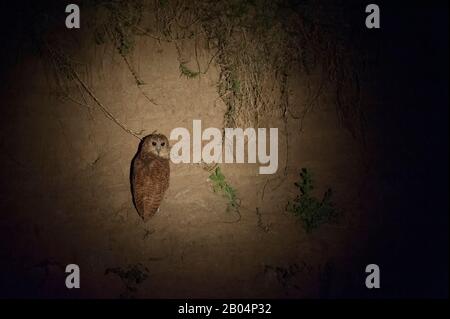 Pels Fischereule (Scotopelia peli) in der Nacht thront auf einem Flussufer im South Luangwa National Park im Osten Sambias. Stockfoto