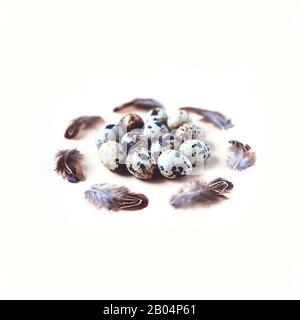 Osterkarte. Die Wachteleier, um die Federn. Auf hellem Hintergrund Stockfoto