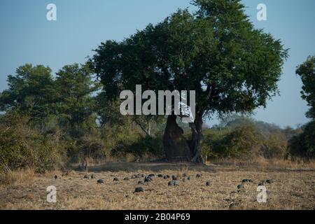 Guineafowl sucht im South Luangwa National Park im Osten Sambias nach Nahrung. Stockfoto