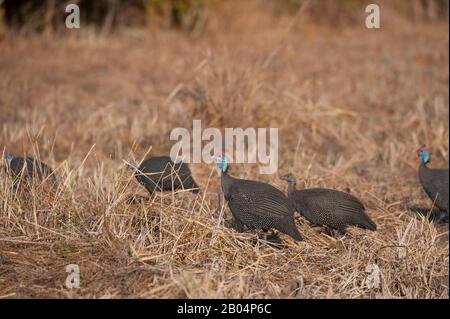 Guineafowl sucht im South Luangwa National Park im Osten Sambias nach Nahrung. Stockfoto
