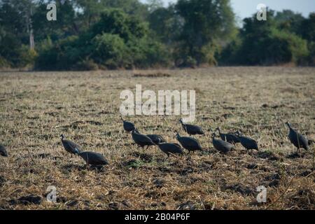 Guineafowl sucht im South Luangwa National Park im Osten Sambias nach Nahrung. Stockfoto