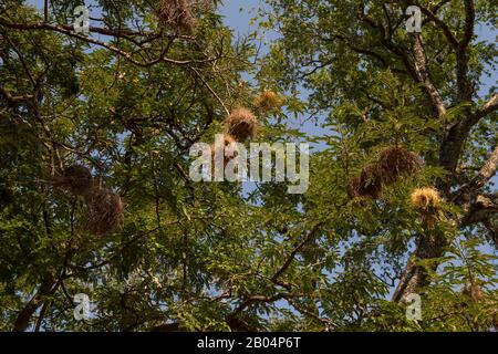 Der weiß gebräunte Sparrow-Weaver (Plocepasser mahali) nistet in einem Baum im South Luangwa National Park im Osten Sambias. Stockfoto