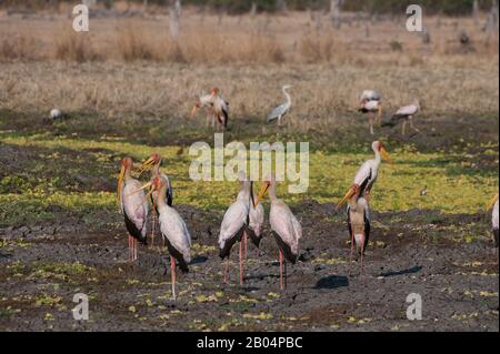 Eine Gruppe von Gelb-Storch (Mycteria Ibis) im South Luangwa National Park im Osten Sambias. Stockfoto