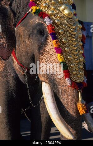 Nahaufnahme eines verzierten Elefanten in Cochin in Indien. Stockfoto