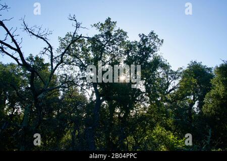 Korkeichen im Gegenlicht unter blauem Himmel Stockfoto