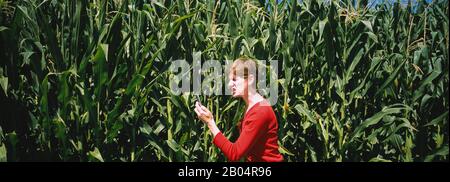 Seitenprofil einer reifen Frau, die in einem Maisfeld steht und in ein Handy schreit, Washington State, USA Stockfoto