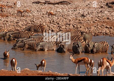 Zebras und Springböcke trinken bei Okaukuejo Wasserloch, Etosha National Park, Namibia Stockfoto