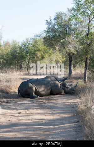 Weiße Nashörner, männlich oder quadratisch lippende Nashörner (Ceratotherium simum), die im Sabi Sands Game Reserve neben dem Kruger National auf der Straße liegen Stockfoto