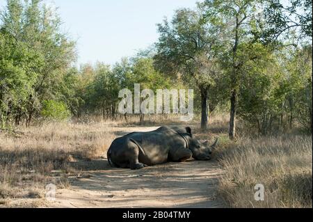 Weiße Nashörner, männlich oder quadratisch lippende Nashörner (Ceratotherium simum), die im Sabi Sands Game Reserve neben dem Kruger National auf der Straße liegen Stockfoto