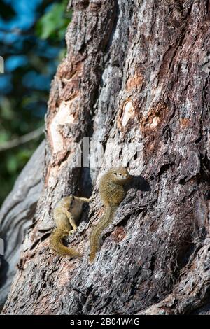 Baumhörnchen (Paraxerus cepapi) an einem Baum am Linyanti Reservat nahe dem Savuti Channel im nördlichen Teil Botswanas. Stockfoto