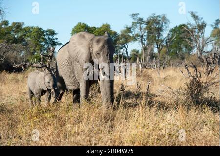 Afrikanischer Elefant (Loxodonta Africana) mit Baby im Linyanti Reservat in der Nähe des Savuti Kanals im Norden Botswanas. Stockfoto