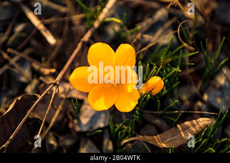 Erste Krokusblüten verkünden den Frühling Stockfoto