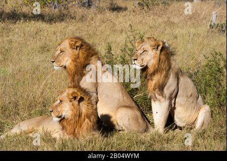 Drei männliche Bruderlöwen (Panthera leo), die auf der Suche nach Beute im Linyanti-Reservat nahe dem Savuti-Kanal im nördlichen Teil Botswanas sind. Stockfoto