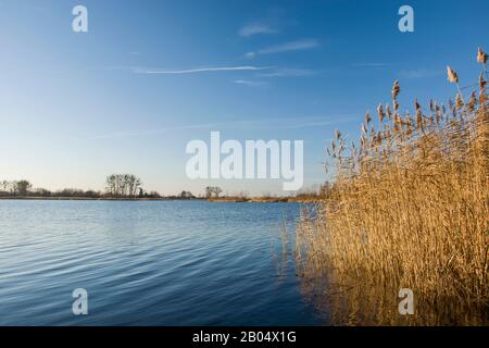 Schilf wächst im Wasser, Herbstblick Stockfoto