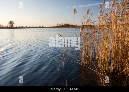 Wasserrohr wächst in einem ruhigen See, Herbstblick Stockfoto