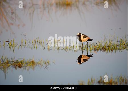 Schmiedepflaumen oder Schmiedepflaumen (Vanellus armatus), die in Wasser in den Vumbura Plains im Okavango-Delta im nördlichen Teil von Botswan reflektieren Stockfoto