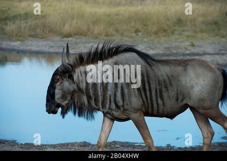 Ein blaues Wildebeest (Connochaetes taurinus), auch übliches wildebestes, weißbärtiges Wildebeest an einem Wasserloch an den Vumbura-Plains in der Oka genannt Stockfoto