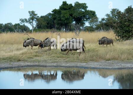 Blaues Wildebeest (Connochaetes taurinus), auch übliches wildebestes, weißbärtiges Wildebeest an einem Wasserloch an der Vumbura Plains in der Okava genannt Stockfoto