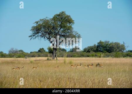 Weibliche Rote Lechwe (Kobus leche) auf den Vumbura Plains im Okavango-Delta im nördlichen Teil Botswanas. Stockfoto