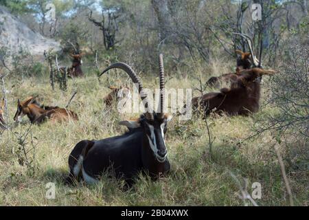 Ein dominantes Sable Antilope (Hippotragus niger) männlich und seine Familiengruppe ruht und wiederkäut nach der Fütterung auf den Vumbura Plains im Okavango Stockfoto