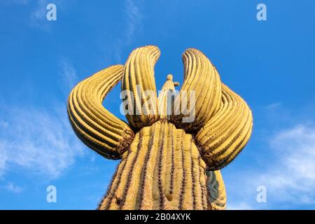 Blick auf einen hohen Saguaro-Kaktus in der Wüste in der Nähe von Phoenix, Arizona Stockfoto