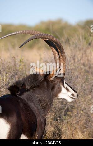 Porträt eines dominanten männlichen Sable Antilope (Hippotragus niger) auf den Vumbura Plains im Okavango-Delta im nördlichen Teil Botswanas. Stockfoto