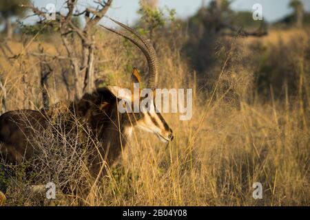 Ein dominantes Sable Antilope (Hippotragus niger) Männchen auf den Vumbura Plains im Okavango-Delta im nördlichen Teil Botswanas. Stockfoto