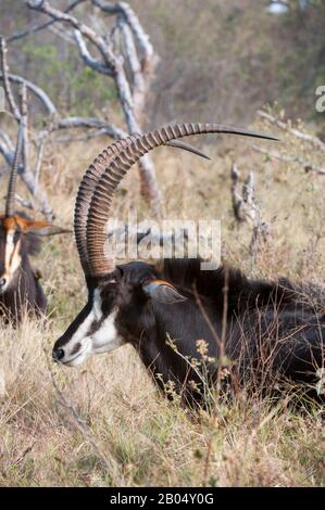 Ein dominantes Sable Antilope (Hippotragus niger) männlich und seine Familiengruppe ruht und wiederkäut nach der Fütterung auf den Vumbura Plains im Okavango Stockfoto